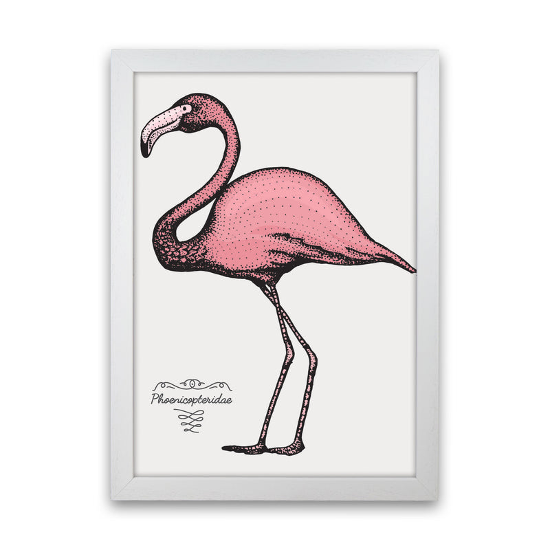 Flamingo Art Print by Jason Stanley White Grain