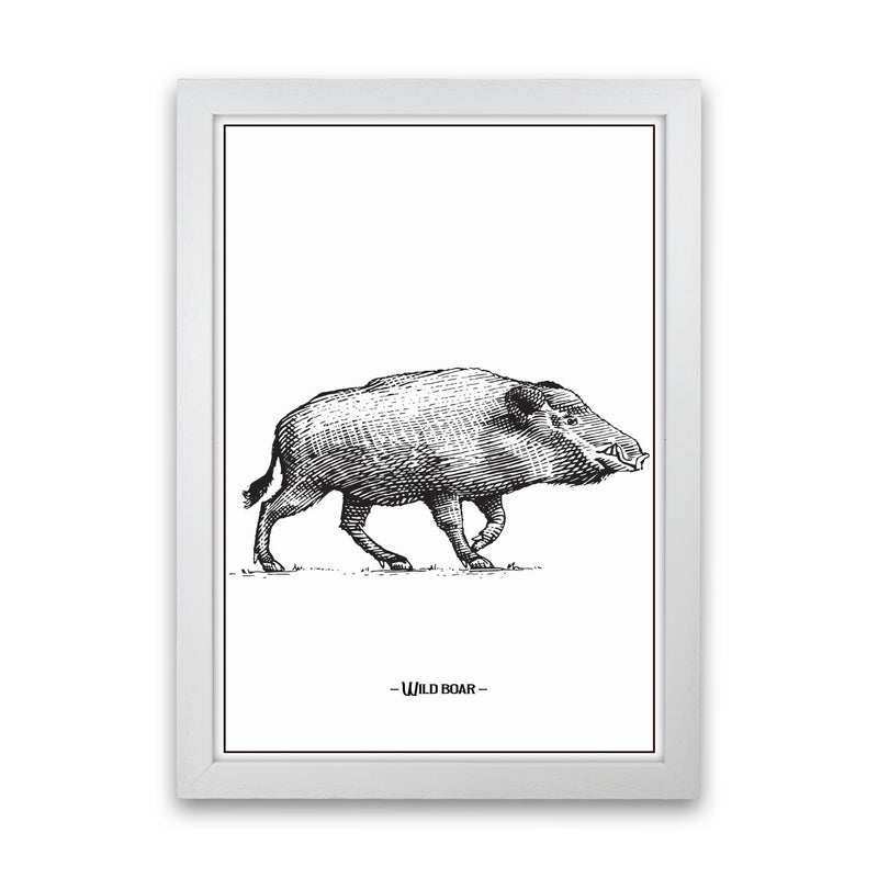 Wild Boar Art Print by Jason Stanley White Grain