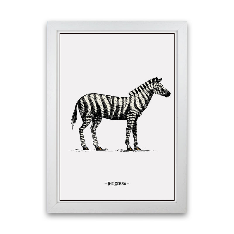 The Zebra Art Print by Jason Stanley White Grain