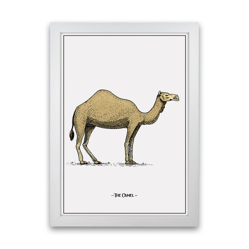 The Camel Art Print by Jason Stanley White Grain