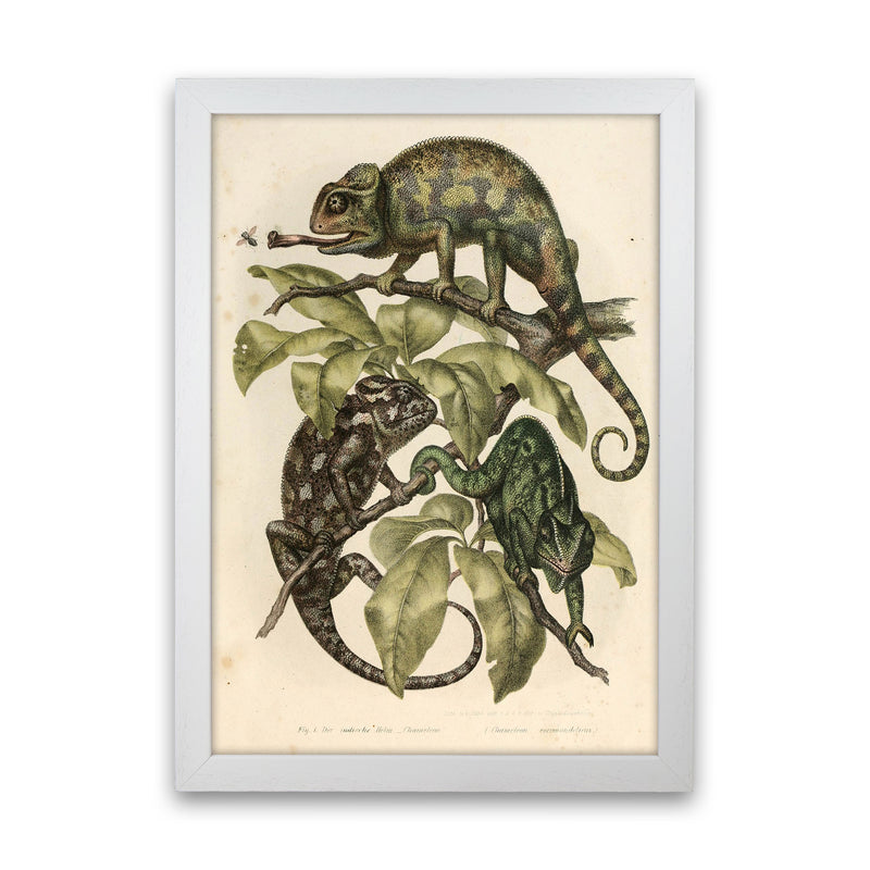Vintage Chameleon Illustration Art Print by Jason Stanley White Grain