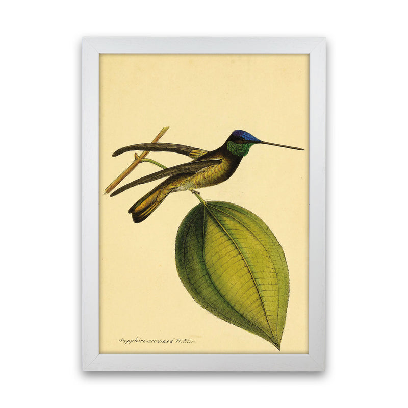 Sapphire Crowned Hummingbird Art Print by Jason Stanley White Grain