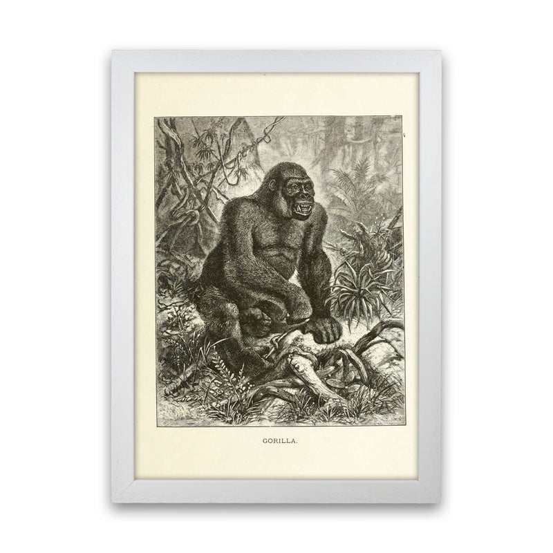 The Other King Of The Jungle Art Print by Jason Stanley White Grain