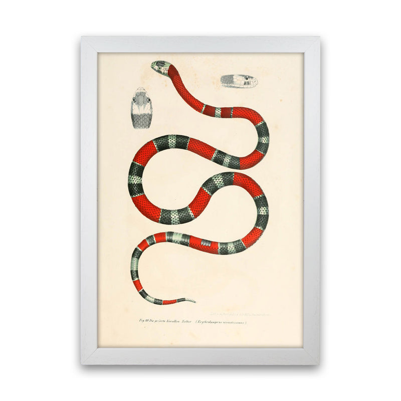 Vintage Snake Illustration 2 Art Print by Jason Stanley White Grain