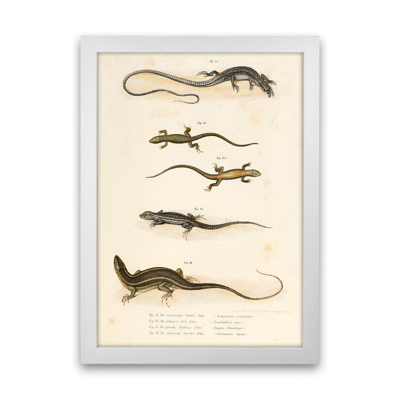 Vintage Salamander Illustration Art Print by Jason Stanley White Grain