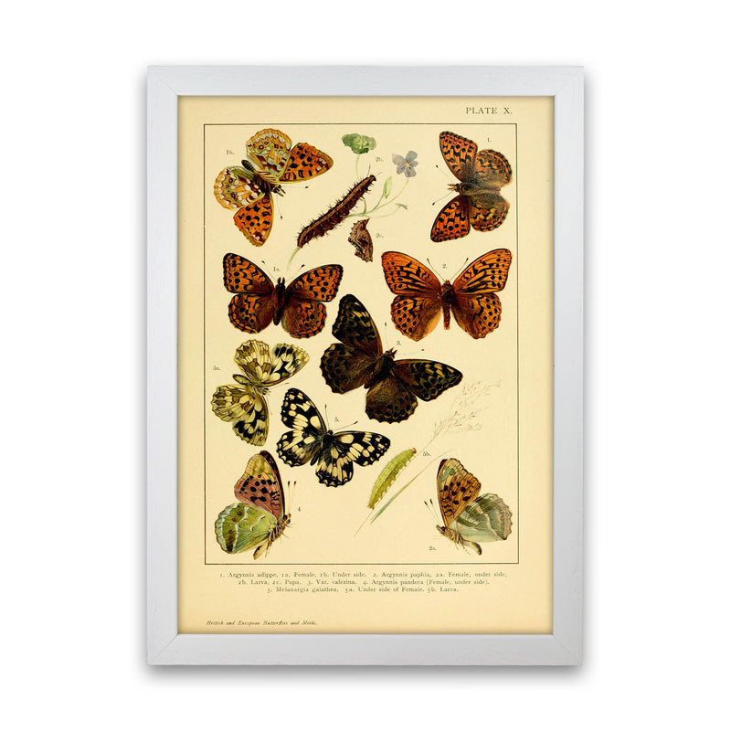 Vintage Butterfly Illustration Art Print by Jason Stanley White Grain