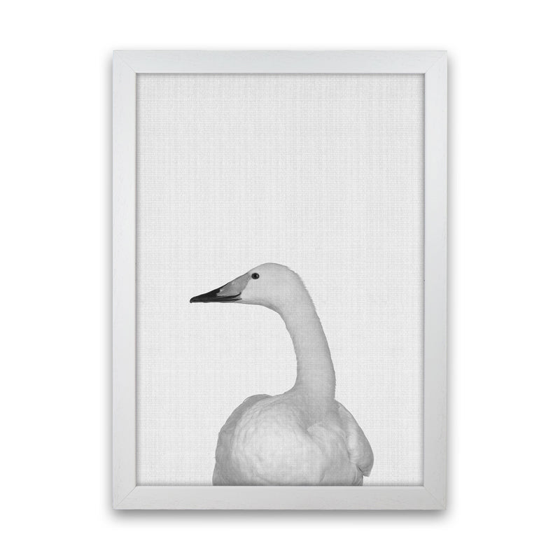 The Case Of The Lost Goose Art Print by Jason Stanley White Grain