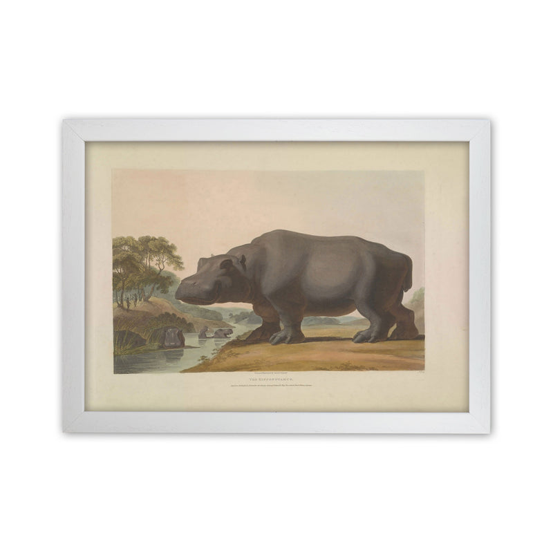 Vintage Hippo Illustration Art Print by Jason Stanley White Grain