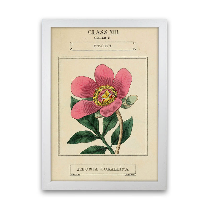 Vintage Flower Series 6 Art Print by Jason Stanley White Grain