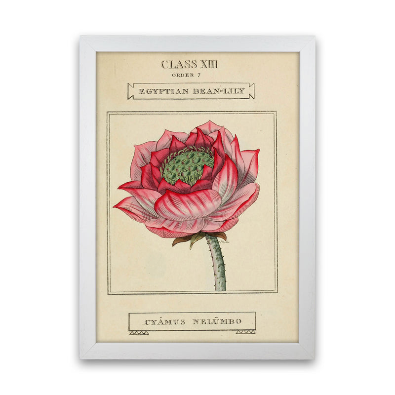 Vintage Flower Series 7 Art Print by Jason Stanley White Grain