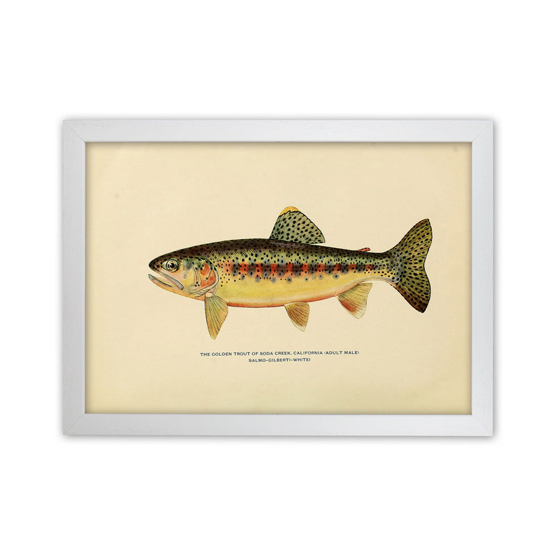 Golden Trout Illustration Art Print by Jason Stanley White Grain