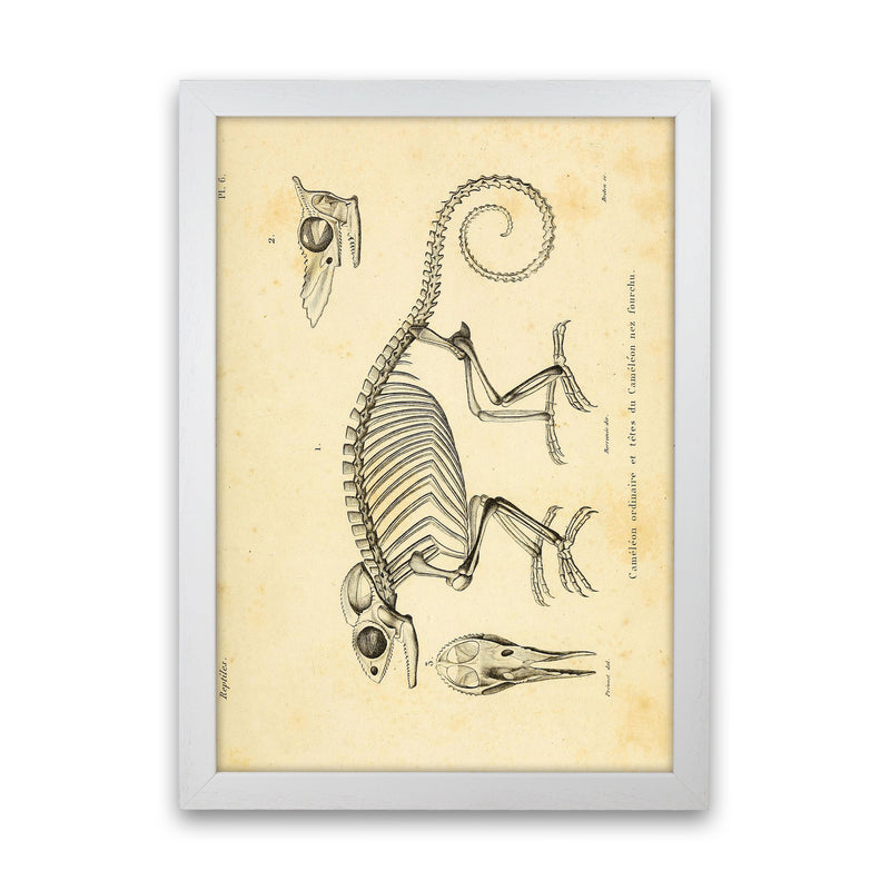 Chameleon Skeleton System Art Print by Jason Stanley White Grain