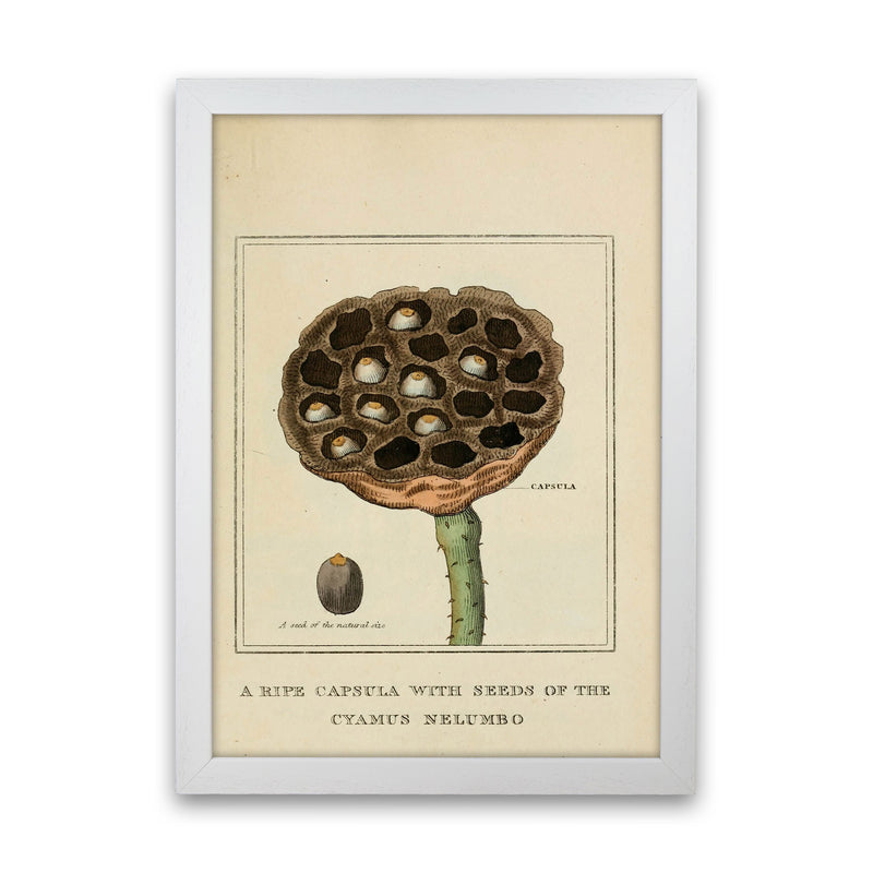 Vintage Flower Series 3 Art Print by Jason Stanley White Grain