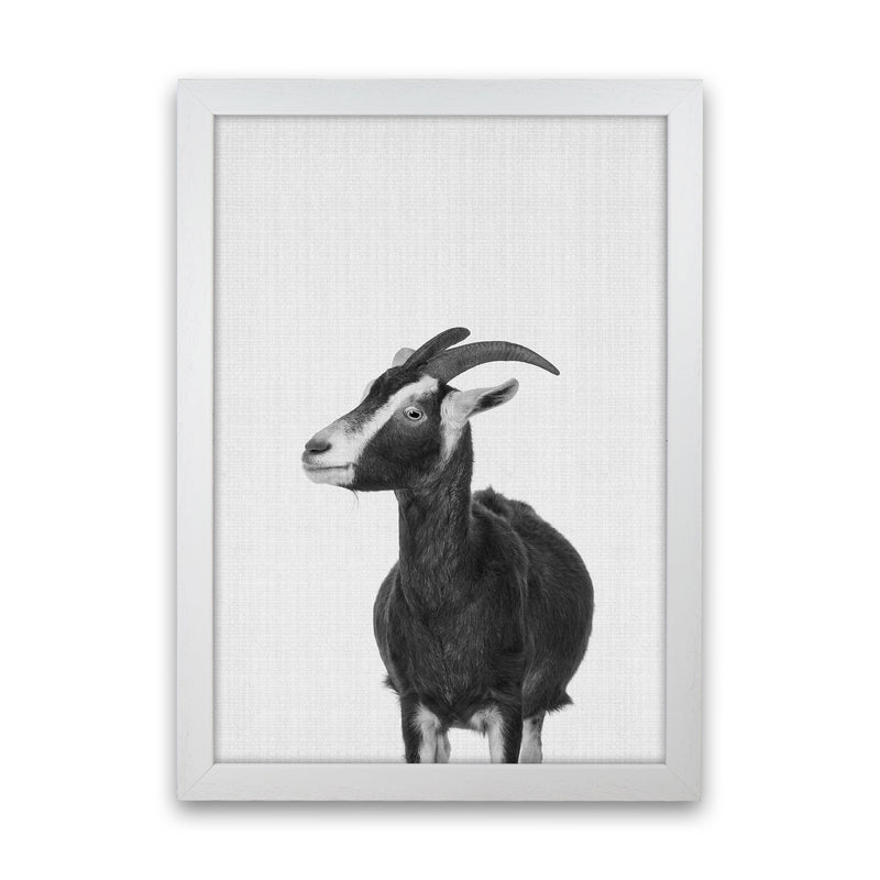 This Goat Takes The Cake Art Print by Jason Stanley White Grain