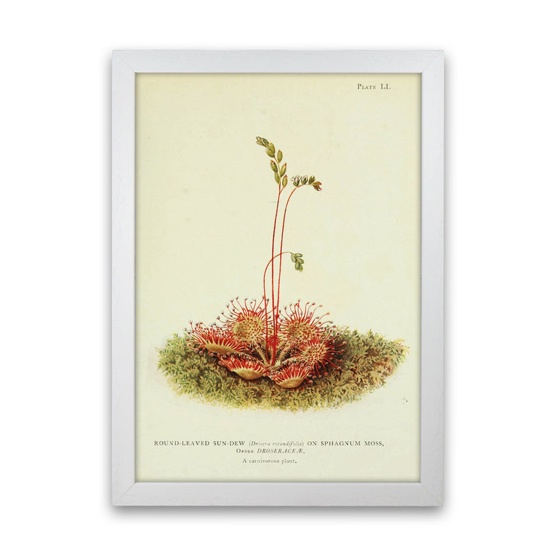 A Carnivorous Plant Art Print by Jason Stanley White Grain