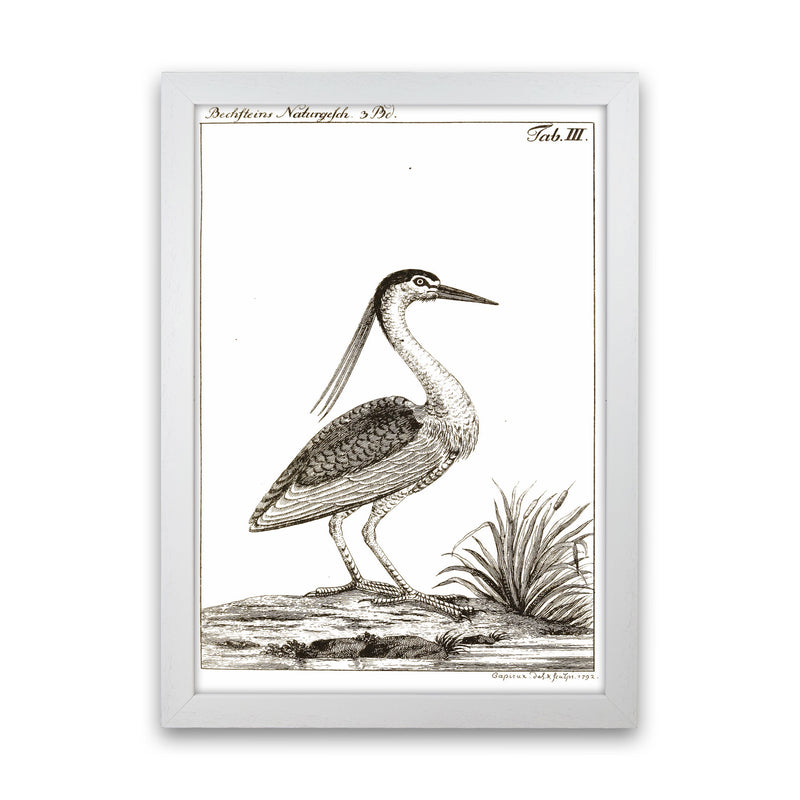 Vintage Hunting Bird Art Print by Jason Stanley White Grain