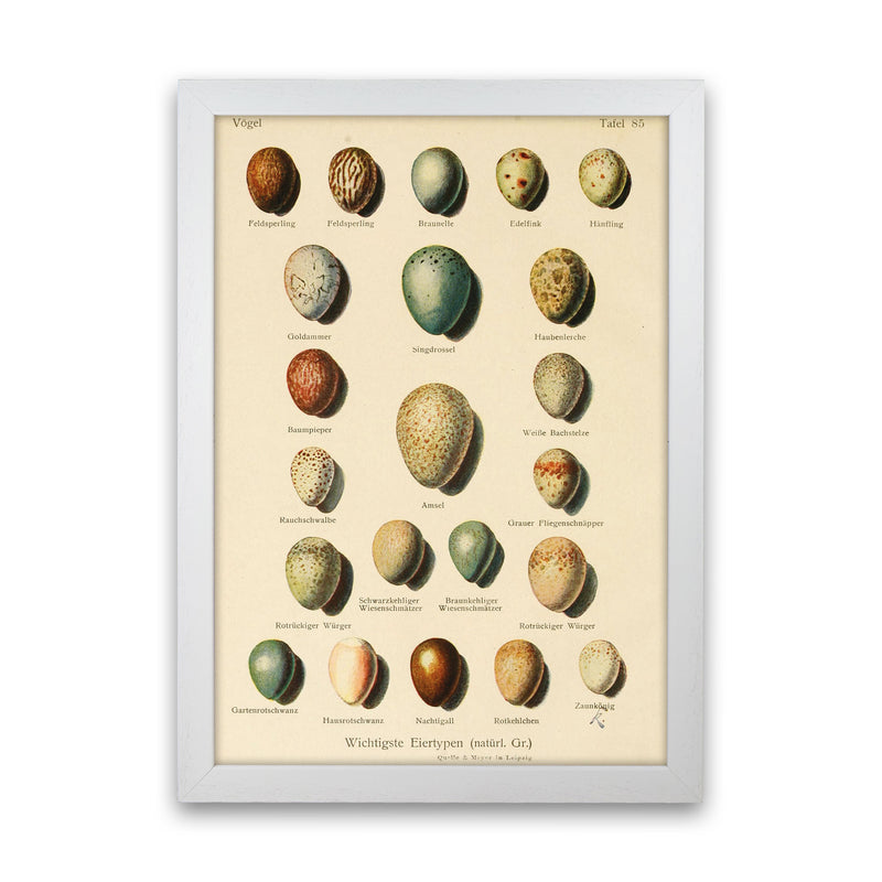 Vintage Set Of Eggs Art Print by Jason Stanley White Grain