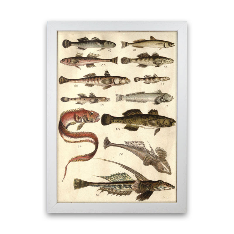 Creatures Of The Sea Art Print by Jason Stanley White Grain