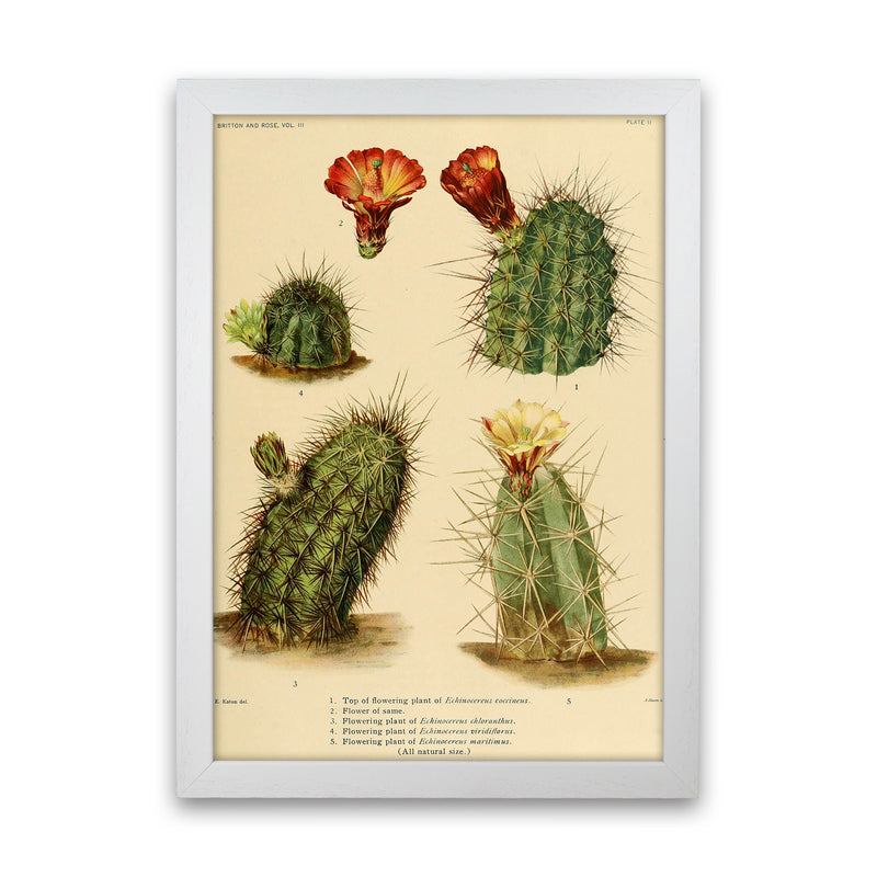 Cactus Series 1 Art Print by Jason Stanley White Grain