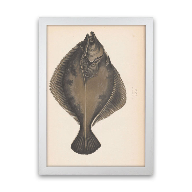 Vintage Flounder Art Print by Jason Stanley White Grain