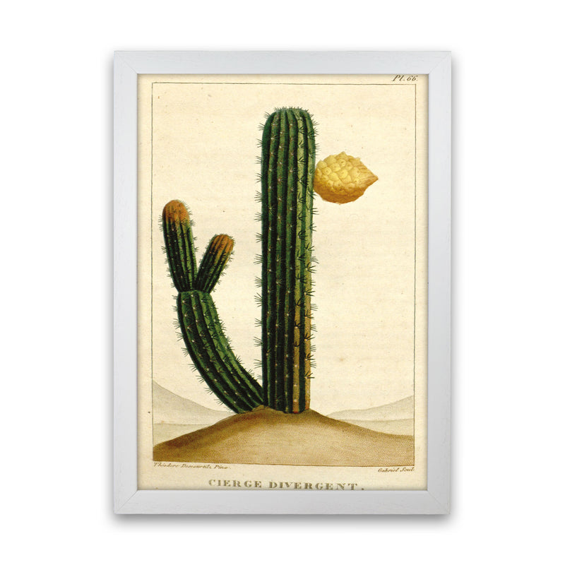 Vintage Cactus II Art Print by Jason Stanley White Grain