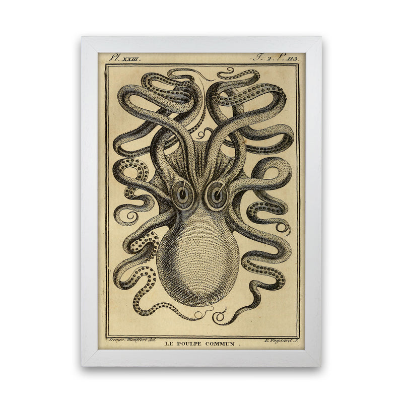 Vintage Octopus 2 Art Print by Jason Stanley White Grain