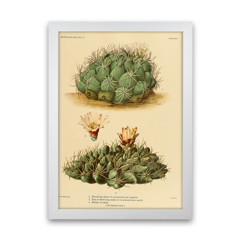 Cactus Series 12 Art Print by Jason Stanley White Grain