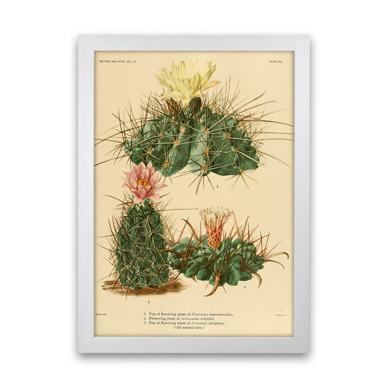 Cactus Series 11 Art Print by Jason Stanley White Grain
