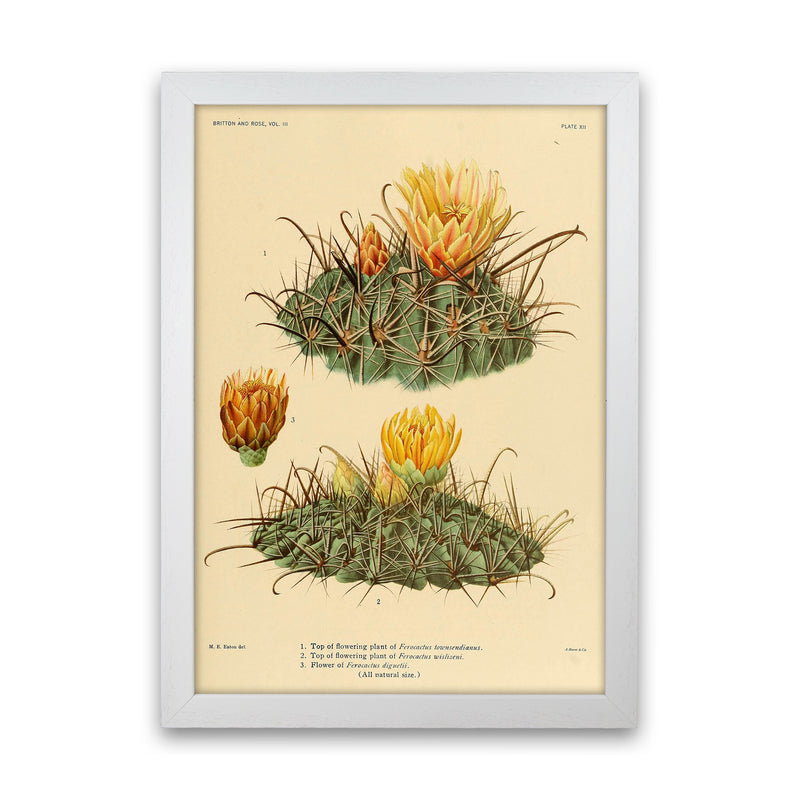 Cactus Series 9 Art Print by Jason Stanley White Grain