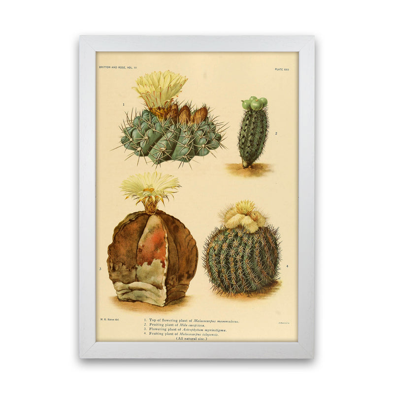 Cactus Series 16 Art Print by Jason Stanley White Grain