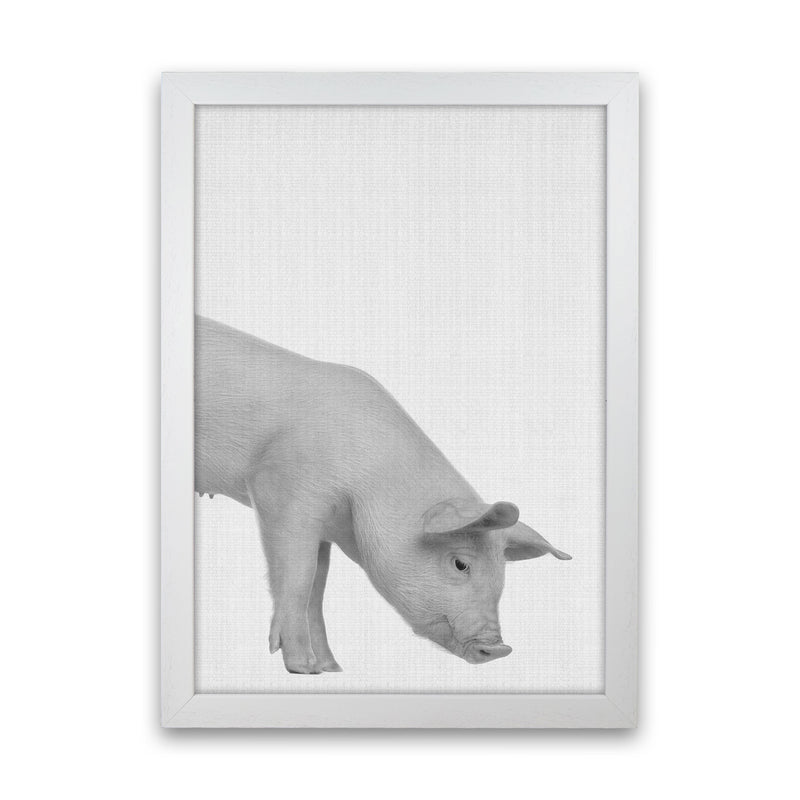 The Cleanest Pig Art Print by Jason Stanley White Grain