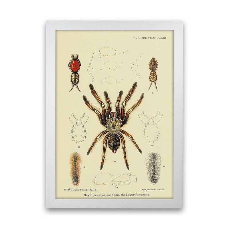 Vintage Tarantula Art Print by Jason Stanley White Grain