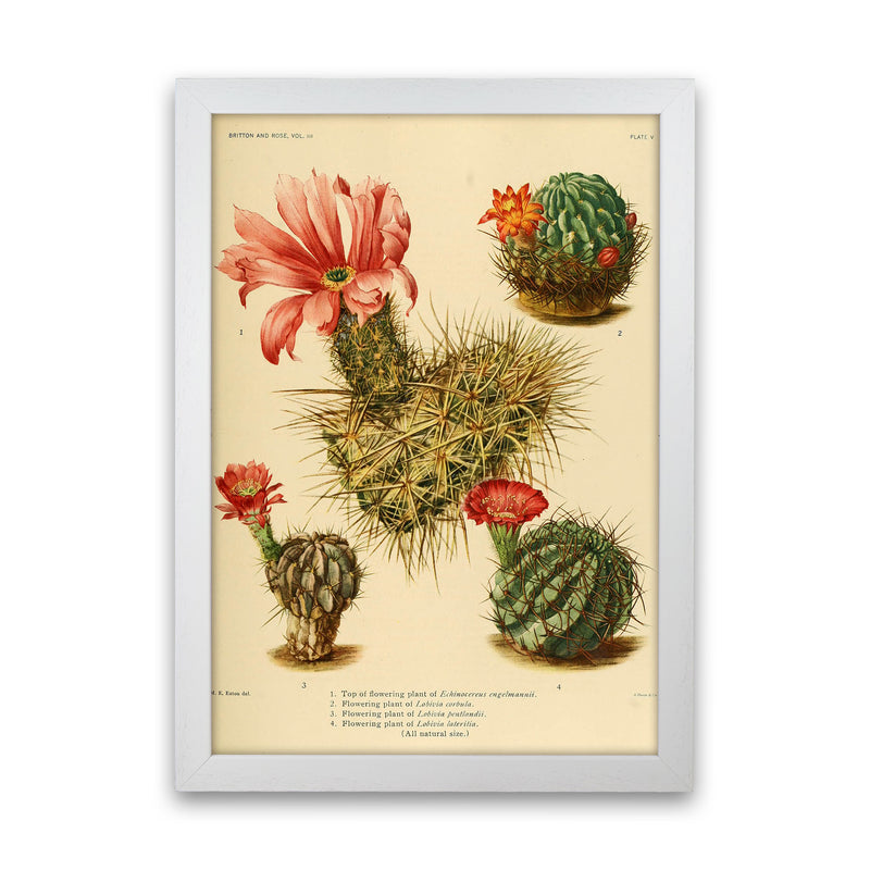 Cactus Series 4 Art Print by Jason Stanley White Grain