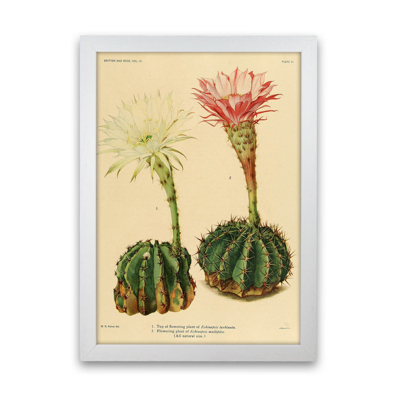 Cactus Series 5 Art Print by Jason Stanley White Grain