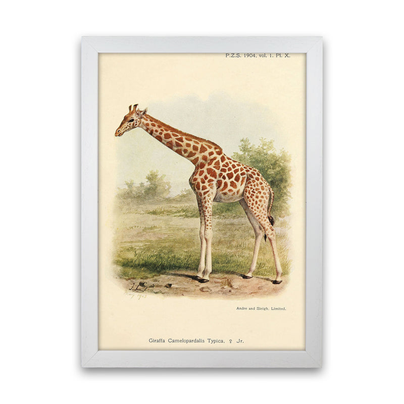 The Gentle Giraffe Art Print by Jason Stanley White Grain