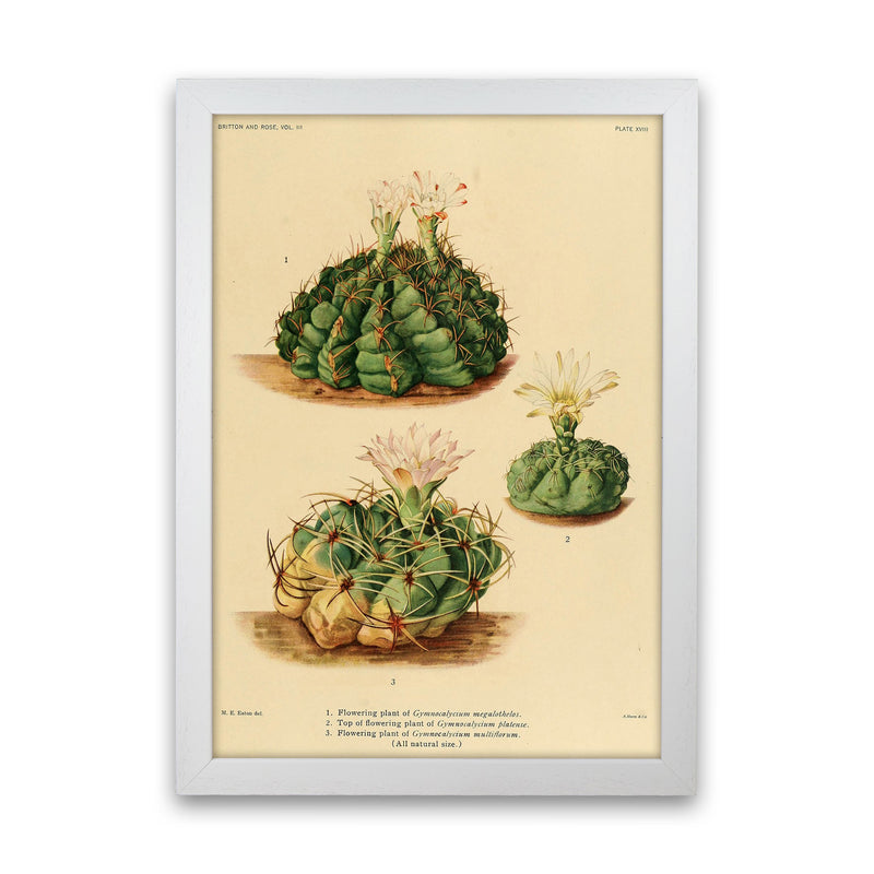 Cactus Series 13 Art Print by Jason Stanley White Grain