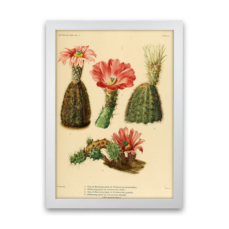 Cactus Series 2 Art Print by Jason Stanley White Grain