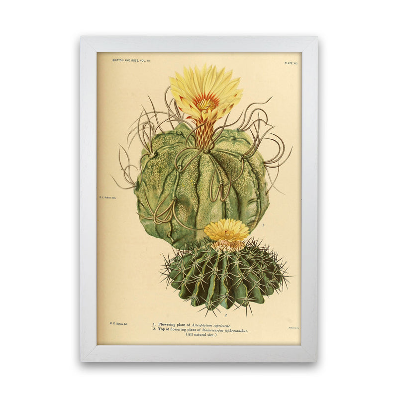 Cactus Series 15 Art Print by Jason Stanley White Grain