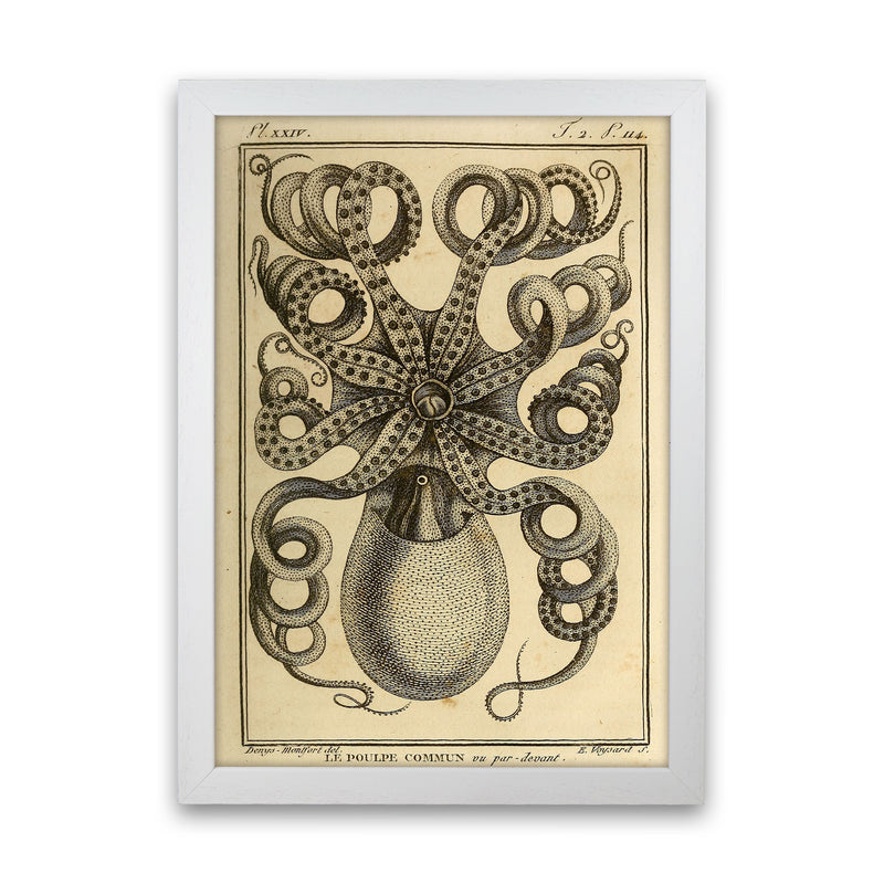 Vintage Octopus Art Print by Jason Stanley White Grain
