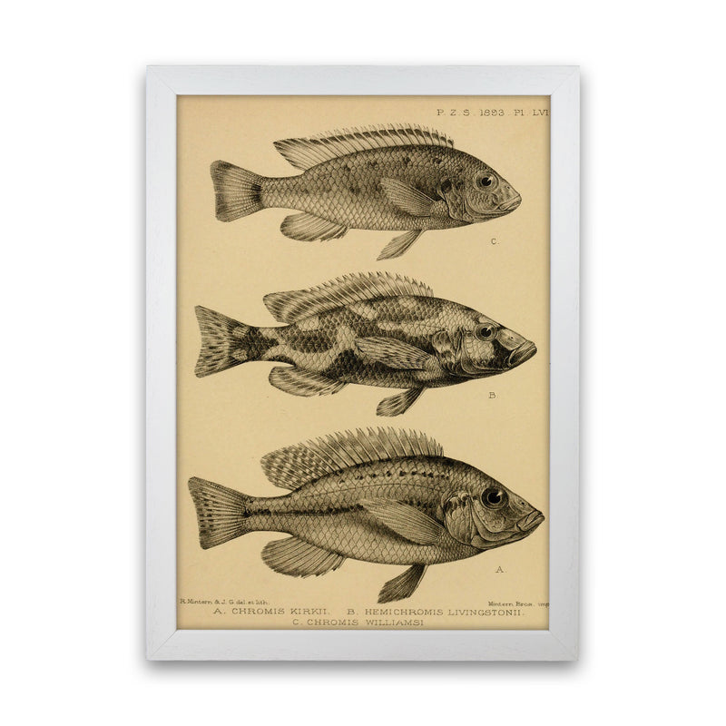 Various Fish Art Print by Jason Stanley White Grain