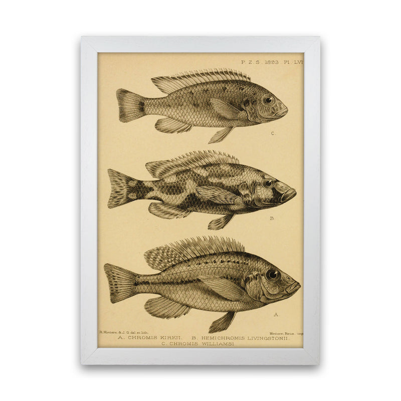 Vintage Fish Art Print by Jason Stanley White Grain