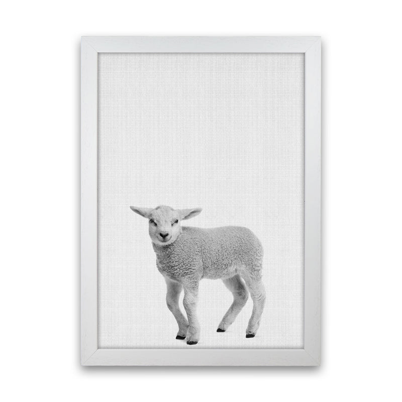 Lamb Art Print by Jason Stanley White Grain