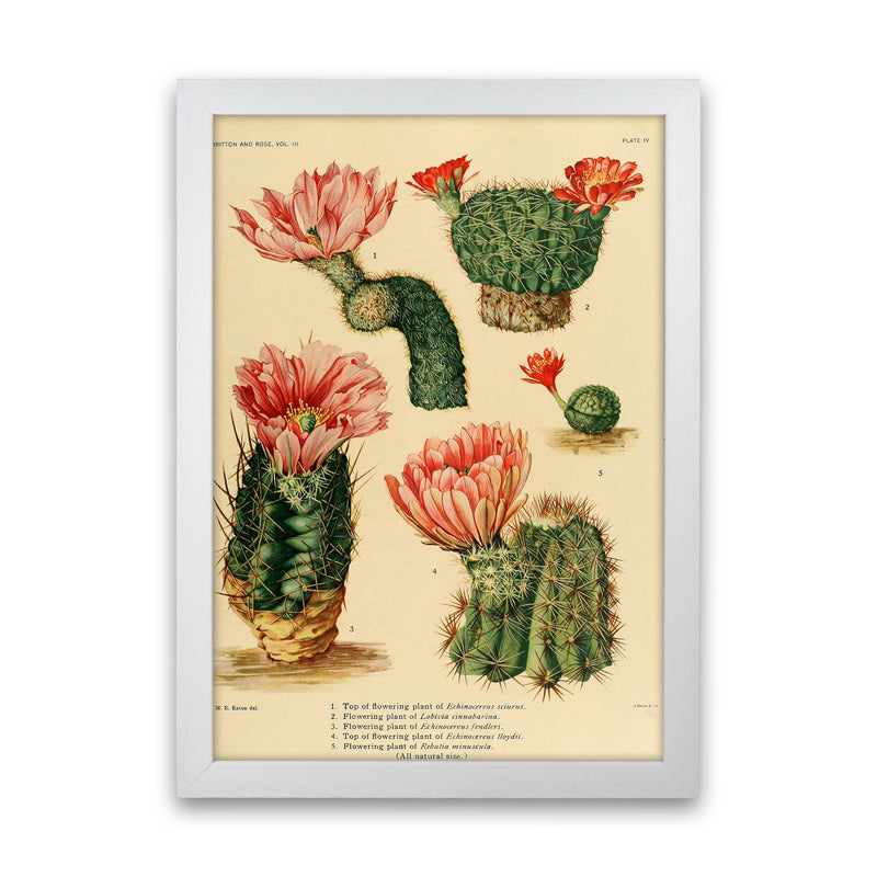 Cactus Series 3 Art Print by Jason Stanley White Grain