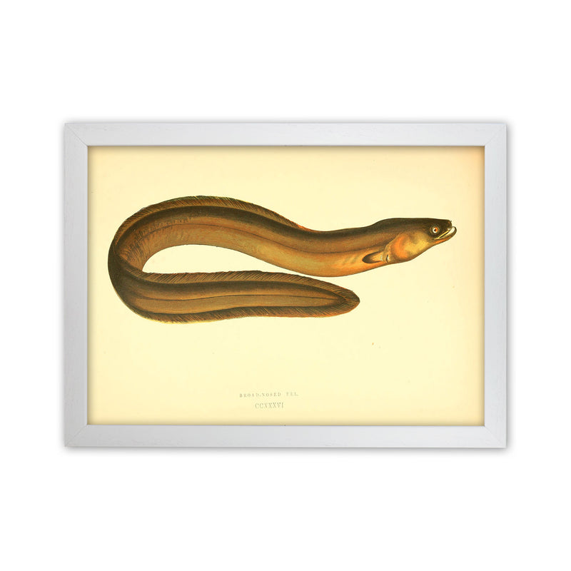 Broad Nosed Eel Art Print by Jason Stanley White Grain