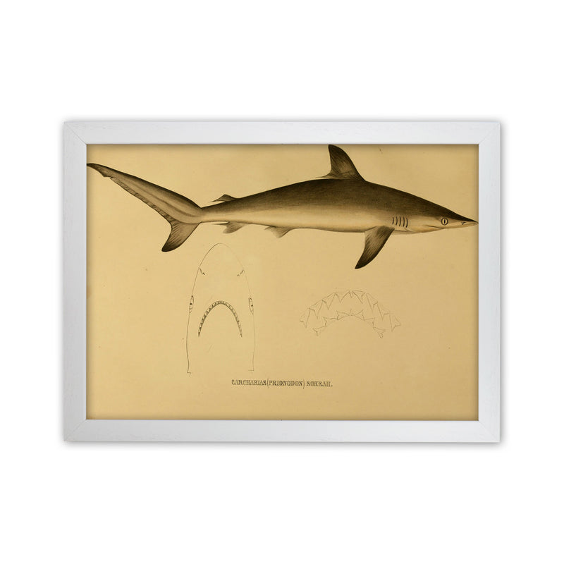 Shark Series 4 Art Print by Jason Stanley White Grain