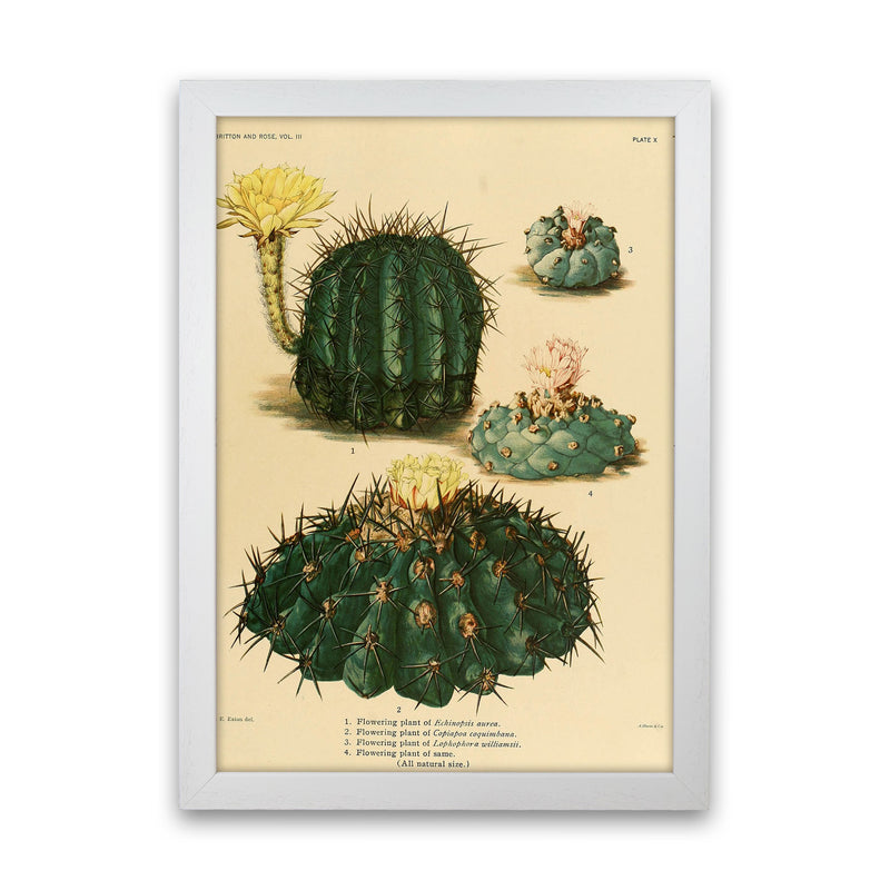 Cactus Series8 Art Print by Jason Stanley White Grain