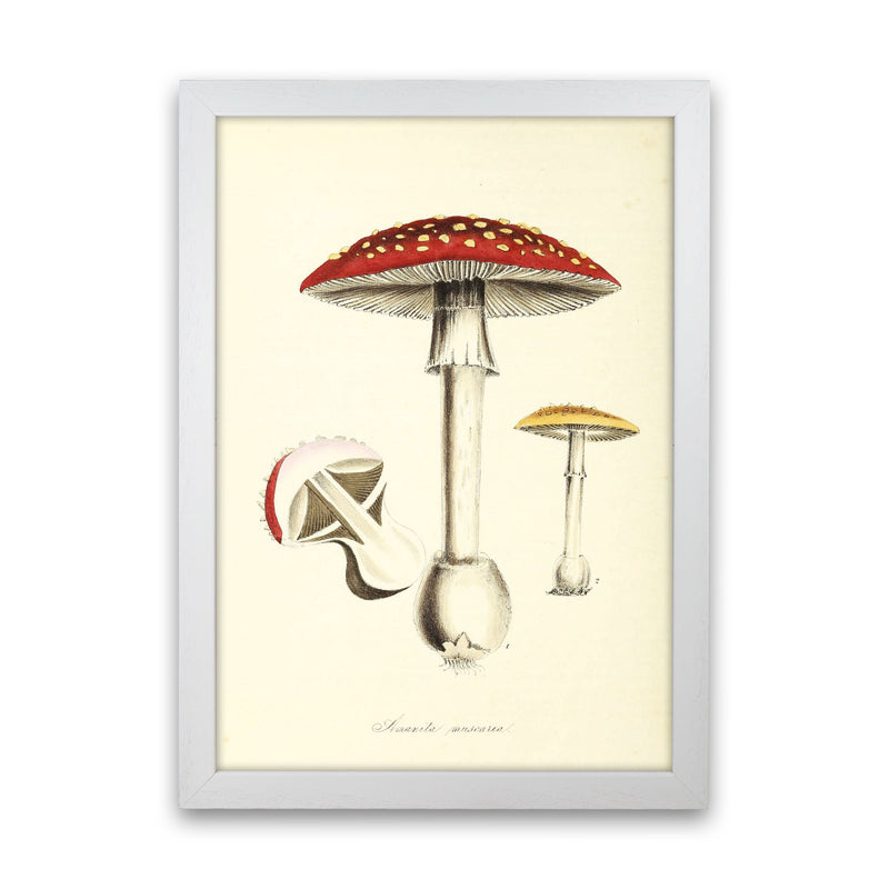 Magic Mushrooms Art Print by Jason Stanley White Grain