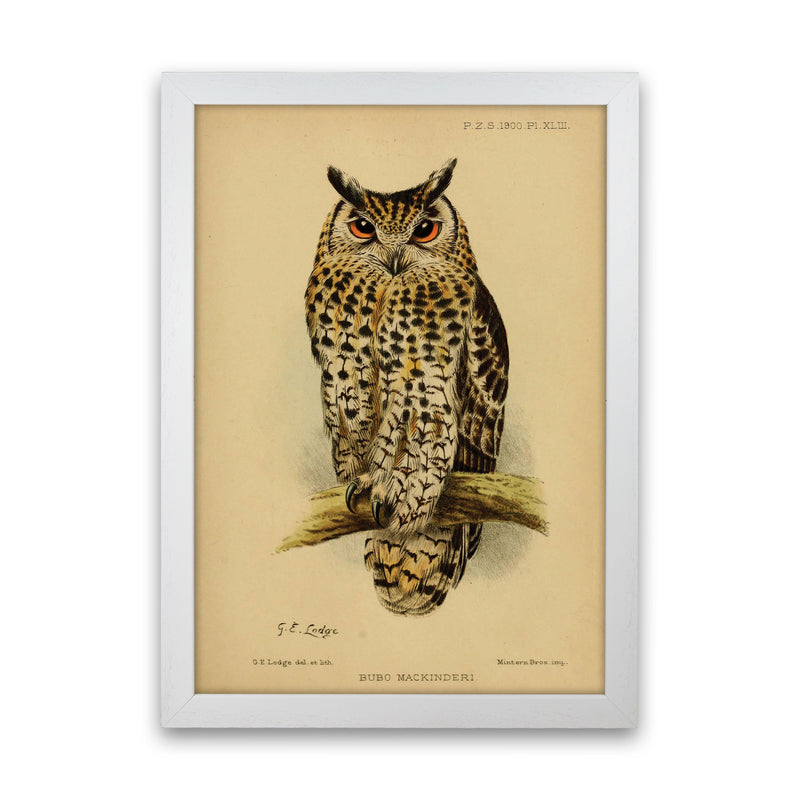 Vintage Owl Art Print by Jason Stanley White Grain