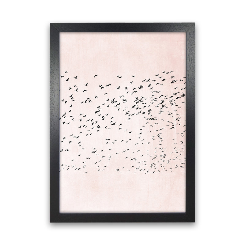 500 Seagulls Modern Contemporary Art Print by Kubistika Black Grain