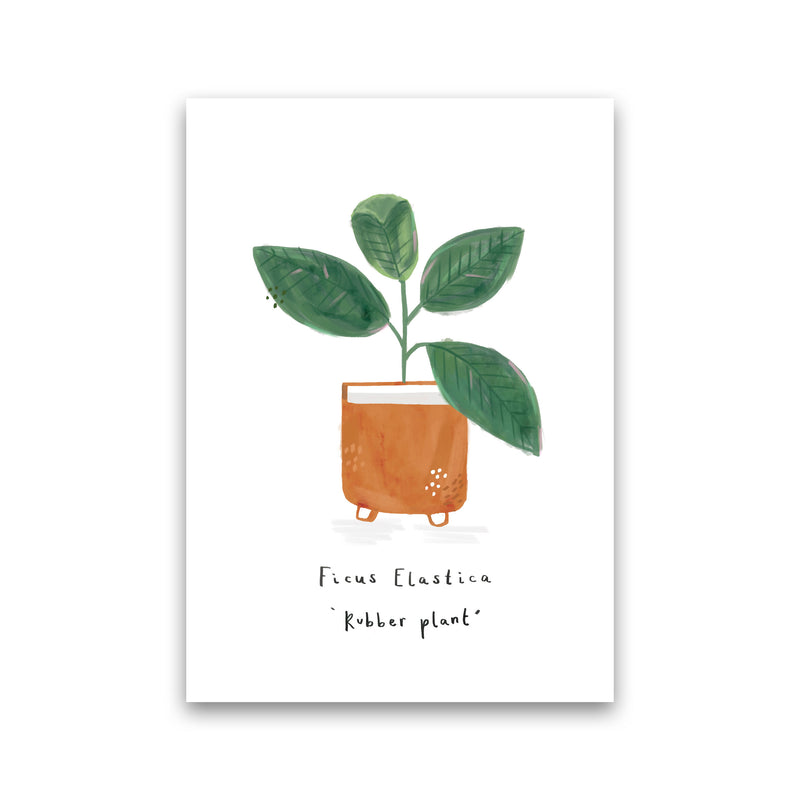 Rubber Plant  Art Print by Laura Irwin Print Only